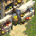 ~ Bazar ~ 85/91